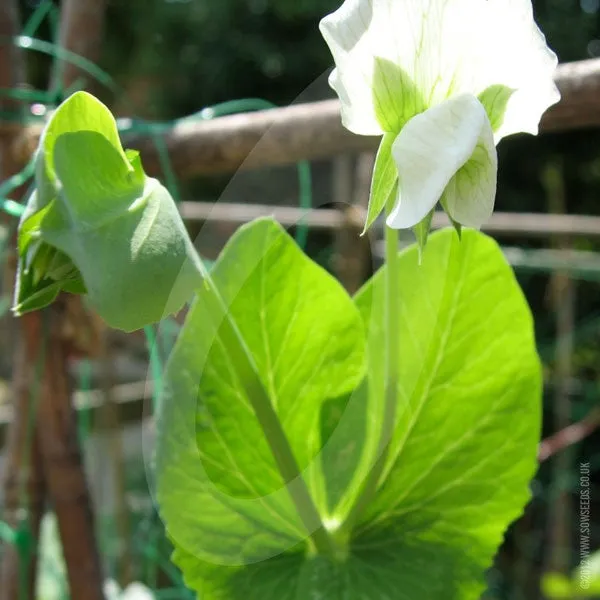 Pea Sugar Snap Delikett Seeds (AGM)