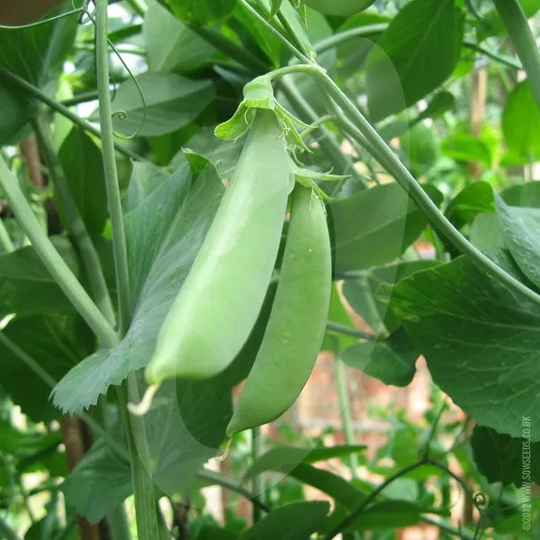 Pea Sugar Snap Delikett Seeds (AGM)