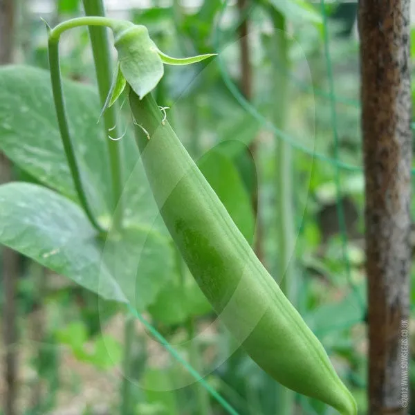 Pea Sugar Snap Delikett Seeds (AGM)